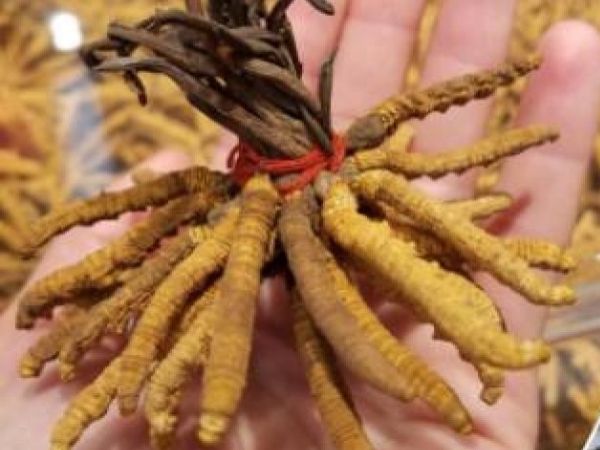 கார்டிசெப்ஸ் பூஞ்சை என்றால் என்ன?