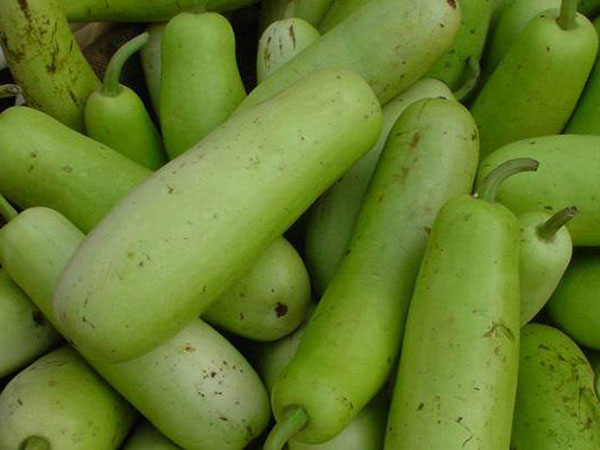 சுரைக்காய் 