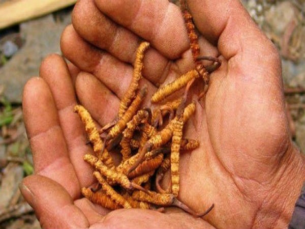 ஆரோக்கிய நன்மைகள்