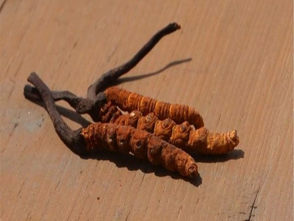 தங்கத்தை விட விலை உயர்ந்தது?