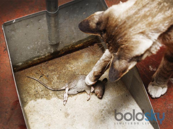 Best Home Remedies to Get Rid of Rats in Tamil
