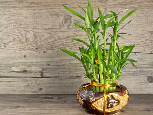 Vastu Tips In Tamil: Keep These Plant At Home For Wealth And Prosperity 