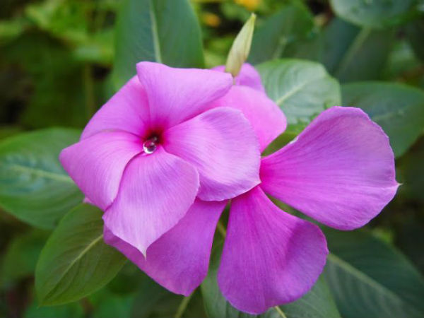 Is nithyakalyani good for diabetes in tamil