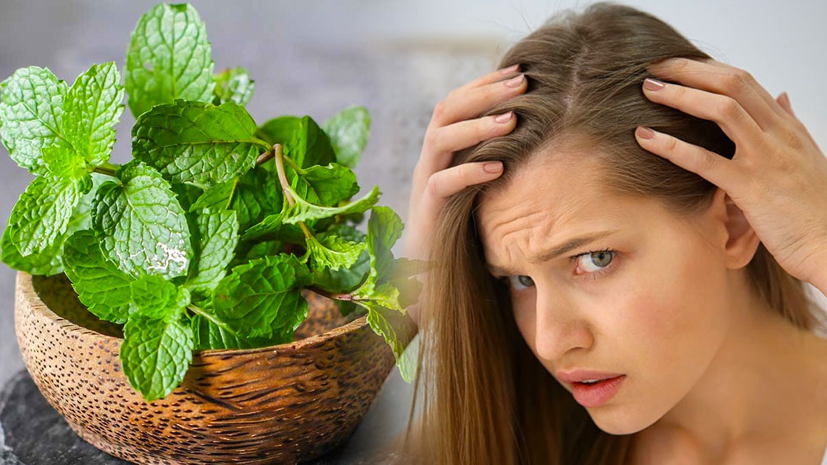 Mint Hair Pack To Cool Your Scalp In Tamil Mint Hair Pack To Cool Your Scalp In Tamil
