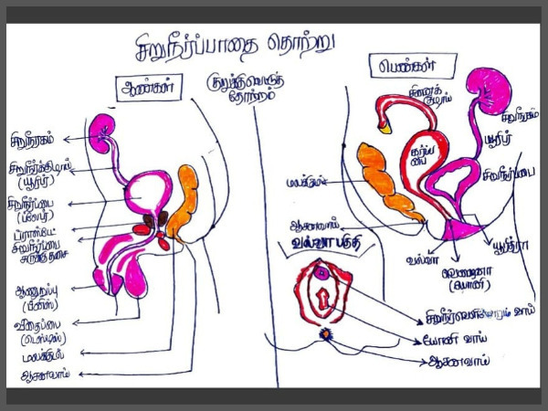 Why Are Women More Prone To Urinary Tract Infections Than Men In Tamil