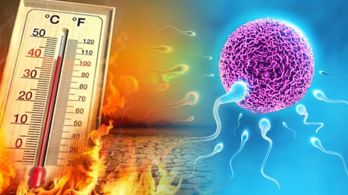 How Heatwave Affects Male and Female Fertility in Tamil How Heatwave Affects Male and Female Fertility in Tamil