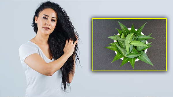 Benefits of Neem Leaf Powder For Hair in Tamil