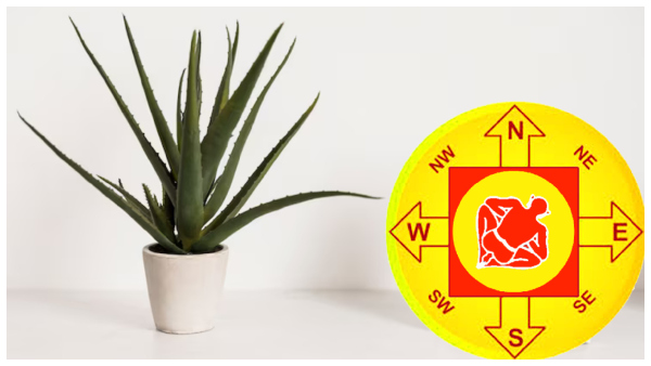 Vastu Tips: Where To Keep Aloe Vera Plant At Home In Tamil
