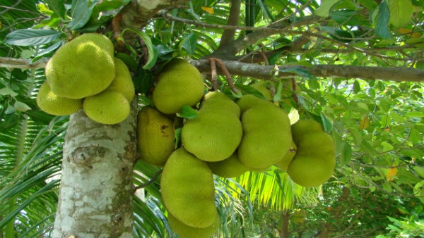 How to Buy a Perfect and Tasty Jackfruit in Tamil