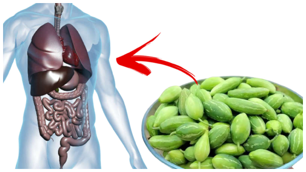 Top Ten Health Benefits Of Ivy Gourd / Kovakkai In Tamil Top Ten Health Benefits Of Ivy Gourd / Kovakkai In Tamil