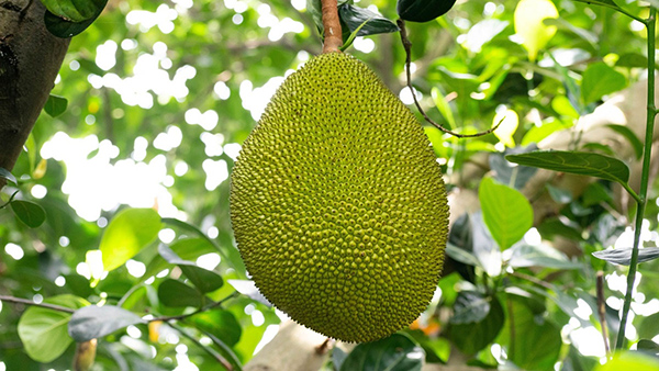 How to Buy a Perfect and Tasty Jackfruit in Tamil