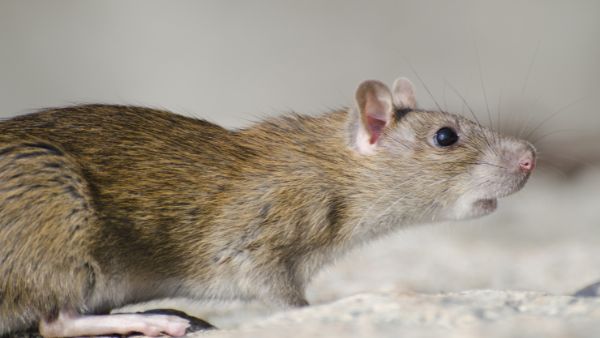 Rat Fever: Causes, Symptoms and Treatment in Tamil Rat Fever: Causes, Symptoms and Treatment in Tamil