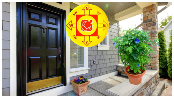 Vastu Tips: Where To Keep Sangu Poo Plant At Home For Prosperity In Tamil