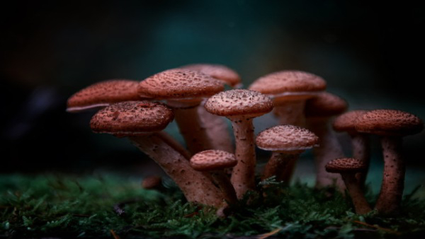 Side Effects of Eating Wild Mushrooms in Tamil Side Effects of Eating Wild Mushrooms in Tamil