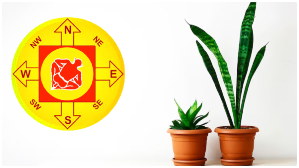 Vastu Tips: Where To Place Snake Plant At Home For Good Luck In Tamil