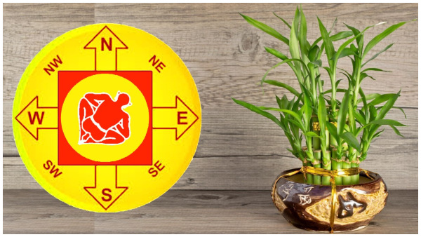 Vastu Tips: Where To Keep Bamboo Plant At Home For Wealth And Prosperity In Tamil