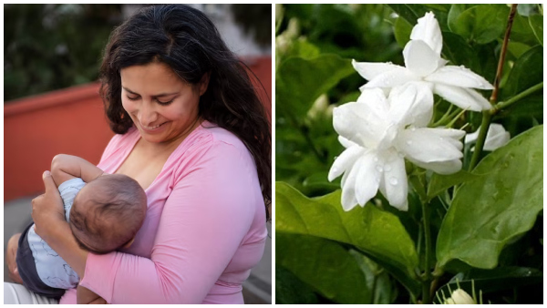 How To Use Jasmine Flower To Control Milk Secretion In Tamil How To Use Jasmine Flower To Control Milk Secretion In Tamil
