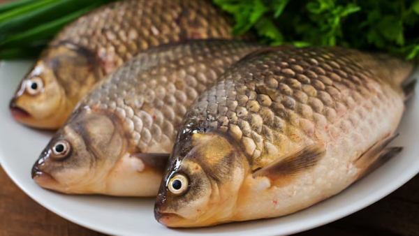 Top Five Health Benefits Of Eating Catla Fish In Tamil