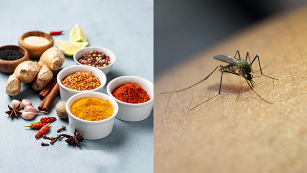 How To Use Traditional Home Remedies For Dengue In Tamil How To Use Traditional Home Remedies For Dengue In Tamil