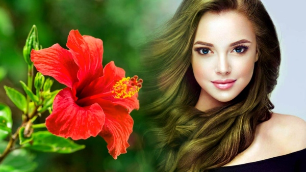 Hibiscus And Amla Oil For Hair Loss In Tamil 
