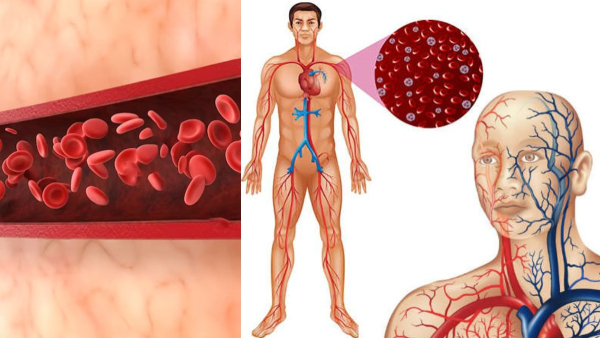 How To Improve Blood Circulation And Increase Longevity In Tamil 