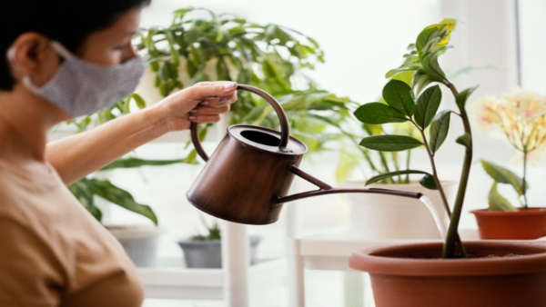 How to know nutrient deficiency in plants In Tamil 