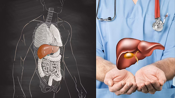 Fatty Liver: Superfoods To Include In A Healthy Liver Diet In Tamil 