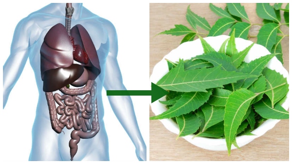 What Happens If You Eat Neem Leaves Daily In Tamil 