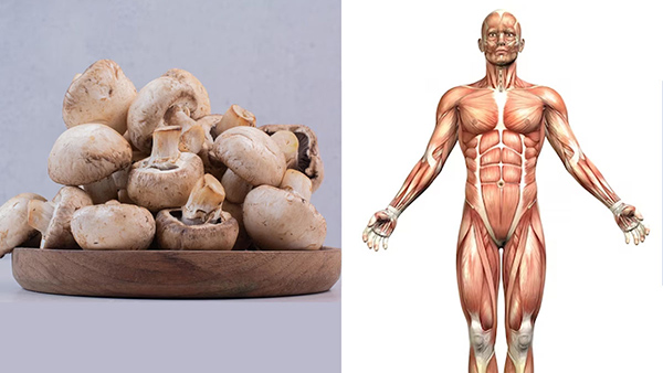 Reasons Why You Should Eat Mushrooms Weekly In Tamil 