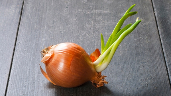 What Happens When You Eat Sprouted Onions In Tamil 