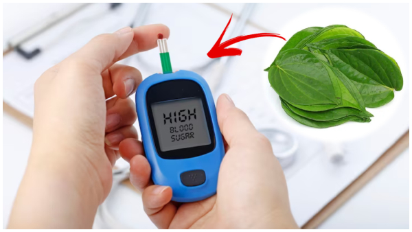 Betel Leaf For High Blood Sugar: Chew This Leaf Before Bed To Control Diabetes In Tamil
