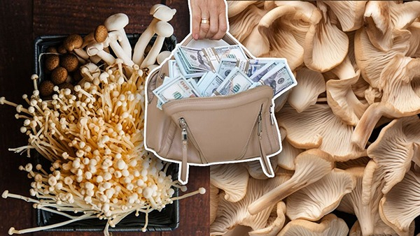 Most Expensive Mushroom Varieties in the World in Tamil