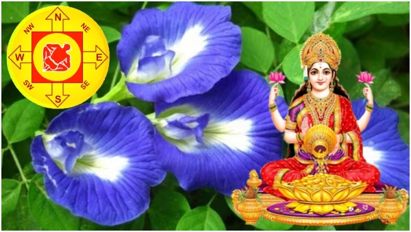 Vastu Tips: Keeping Sangu Poo At Home In This Direction Will Attract Wealth And Prosperity In Tamil