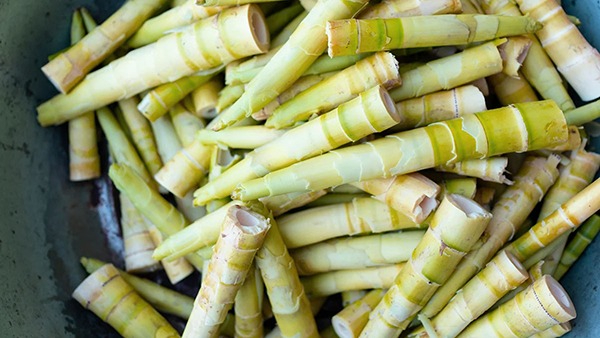 Health Benefits of Bamboo Shoots in Tamil