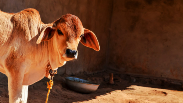 Seeing These Birds And Animals When You Wake Up In The Morning Indicates Good Luck 