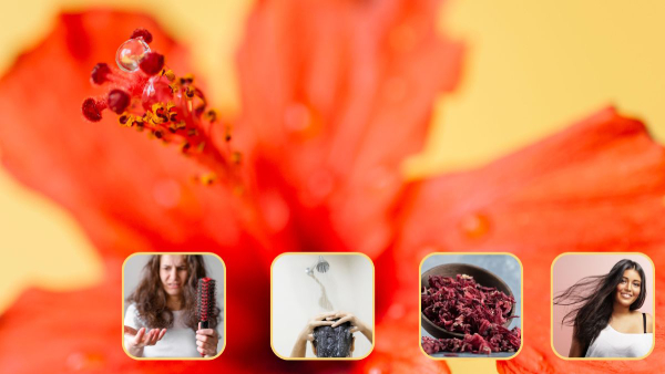 Benefits Of Using Hibiscus Oil For Hair Growth In Tamil 