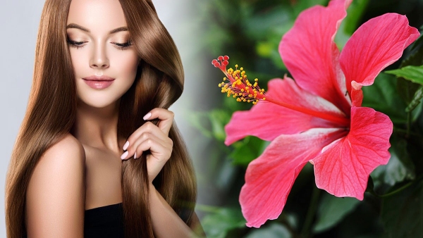 Benefits Of Using Hibiscus Oil For Hair Growth In Tamil 