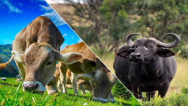 Cow Milk vs Buffalo mMilk: Which one is Better in Tamil