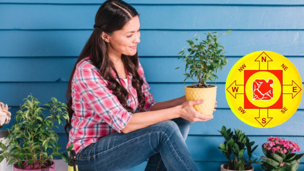 Vastu Tips: Never Keep These Plants In The Home Balcony Otherwise Problem Will Increase In Tamil