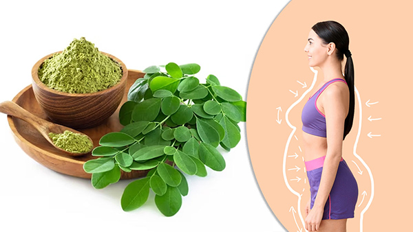 Benefits Of Moringa For Weight Loss In Tamil Benefits Of Moringa For Weight Loss In Tamil
