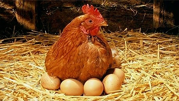 What Came First, Chicken or Egg? Scientists Finally Found the Answer in Tamil What Came First, Chicken or Egg? Scientists Finally Found the Answer in Tamil