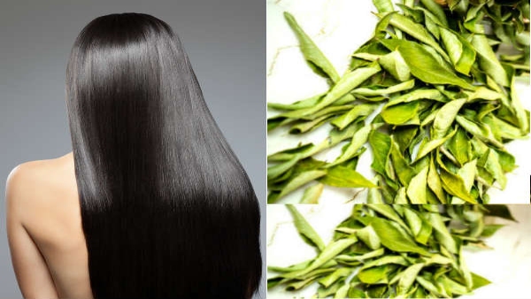 curry leaves hair oil recipe to combat hair fall in tamil curry leaves hair oil recipe to combat hair fall in tamil