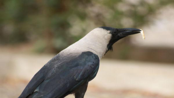 Good and Bad Omens Related to Crow in Tamil