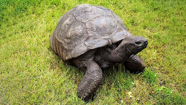 Jonathan the Tortoise is the Oldest Living Land Animal Turns 191 in Tamil