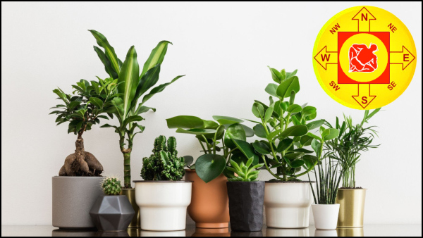 New Year 2024: Bring These Lucky Plants At Home On New Year For Prosperity As Per Vastu 