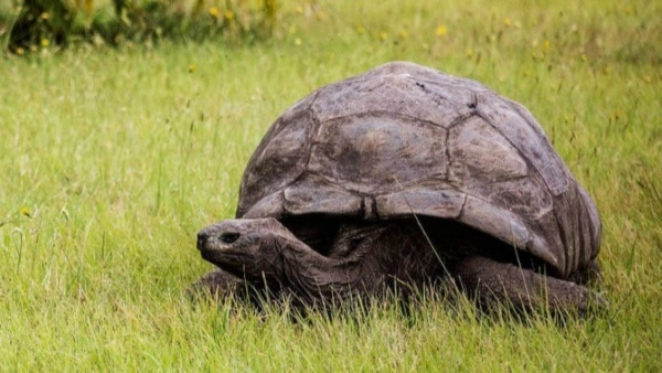 Jonathan the Tortoise is the Oldest Living Land Animal Turns 191 in Tamil