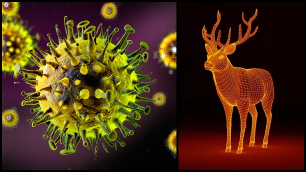 Zombie Deer Disease Spreading in US: All You Need To Know About It In Tamil
