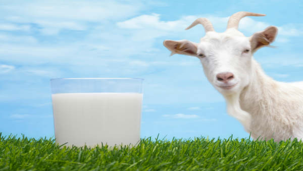 Goat milk: reasons to switch to this nutritious milk in tamil 