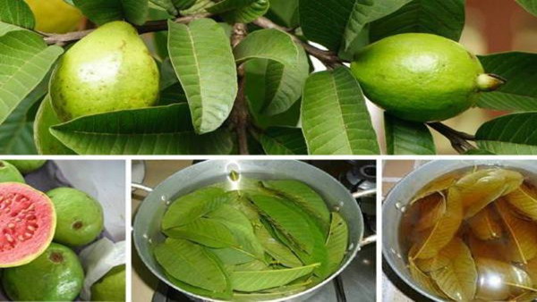 How Does Guava And Its Leaves Control Blood Sugar Level in tamil 
