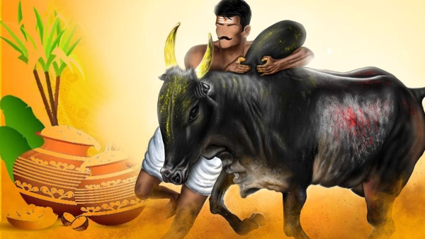 Mattu Pongal 2024: Date, Puja Vidhi Mythology, Rituals and Significance in Tamil